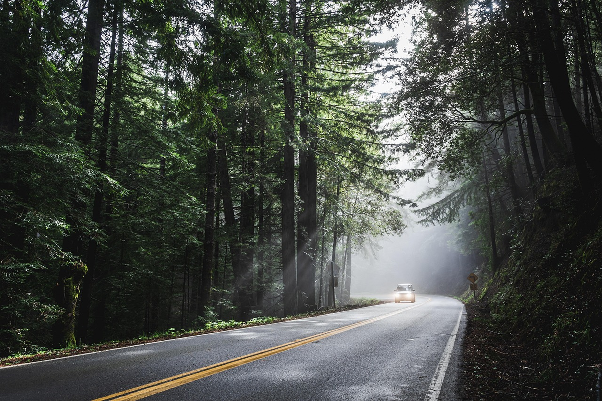 Mist-filled forest road curving through dense evergreen trees, a car approaching with headlights in the fog.